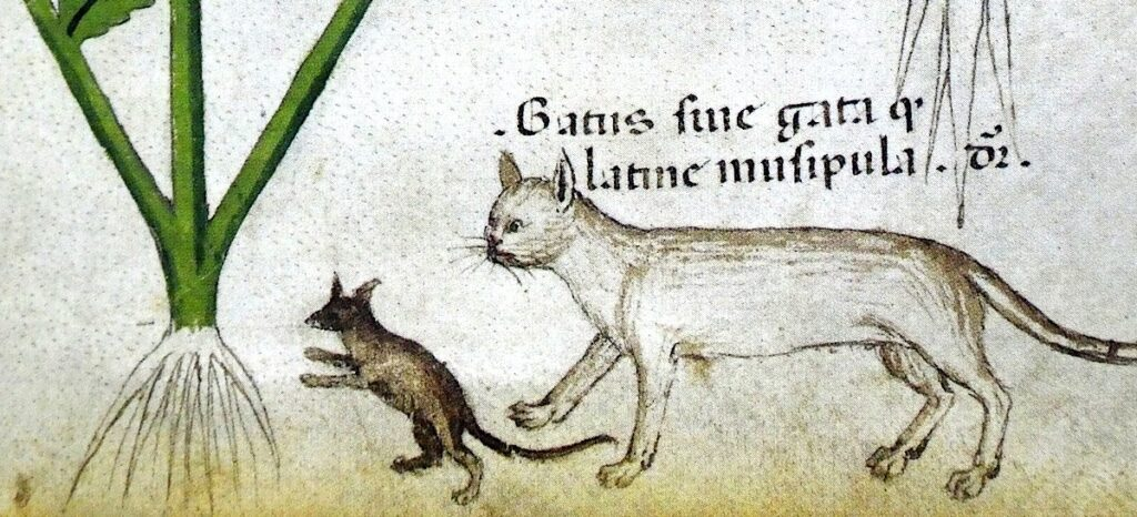 Read more about the article Purring Through Irish History: Learn About The History of Cats in Early Irish Society, Legend, and Law