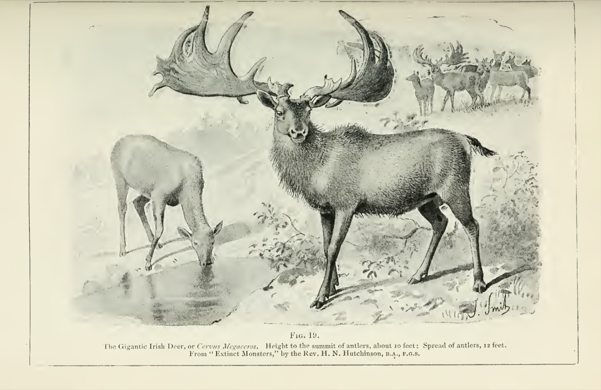You are currently viewing The Great Irish Deer | The Majestic ‘Cervus Mageceros’