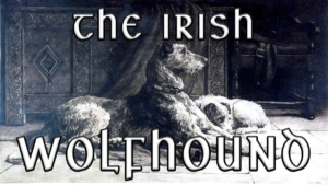 Read more about the article The Irish Wolfhound: A Majestic Breed Steeped in History and Legend