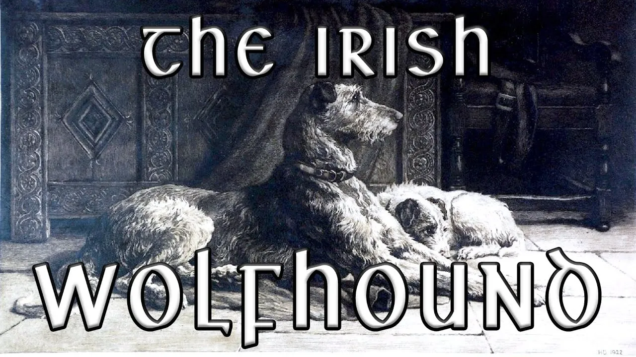 Read more about the article The Irish Wolfhound: A Majestic Breed Steeped in History and Legend