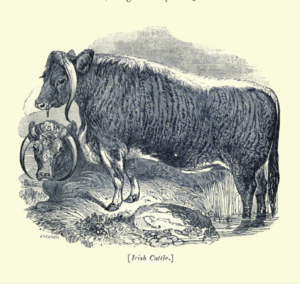 Read more about the article Cows As Currency In Early Ireland