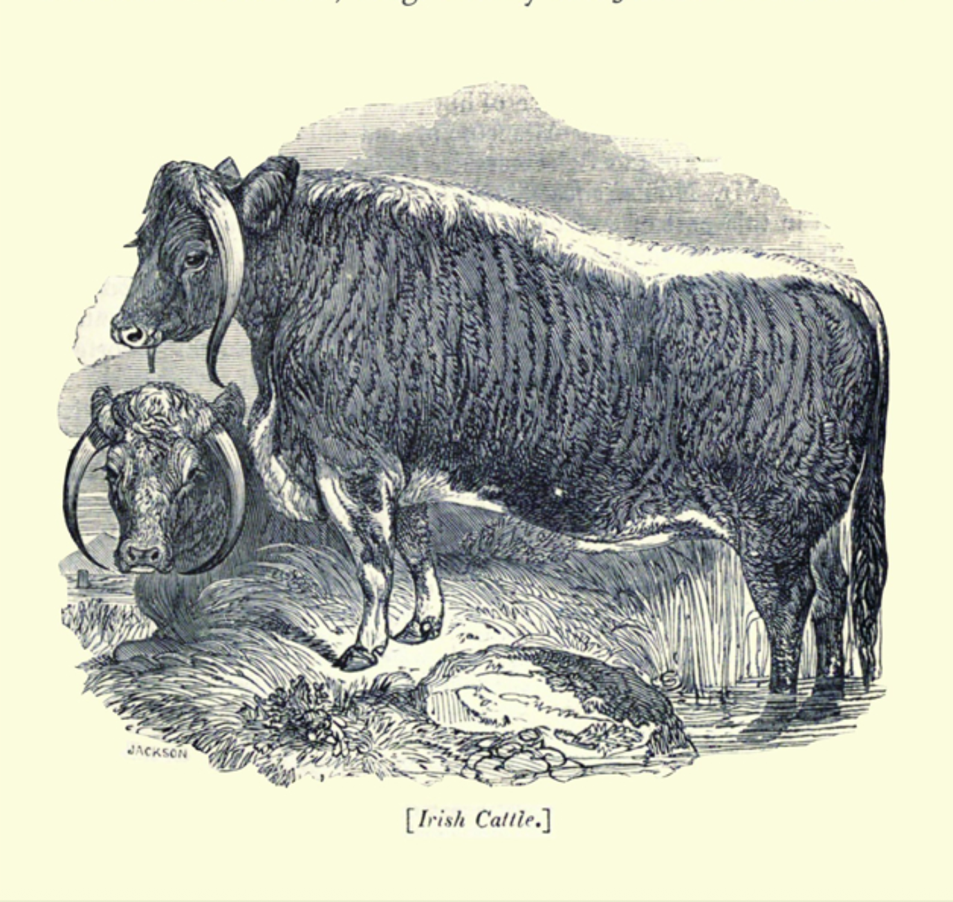 You are currently viewing Cows As Currency In Early Ireland