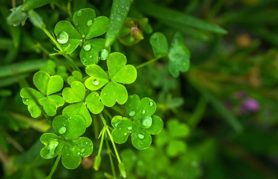 You are currently viewing The Simple Shamrock: The Roots of Ireland’s Cultural Emblem