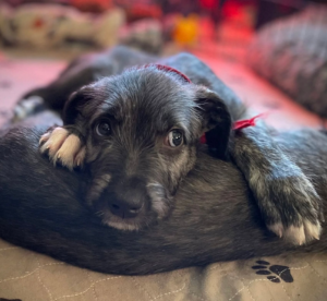 Read more about the article Bark, Bite, and Brehon Law: Learn About The History of Dogs in Early Irish Society, Legend, and Law