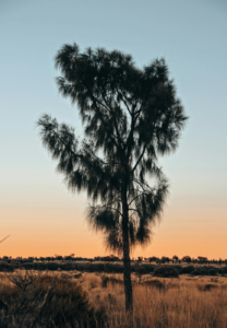 Read more about the article The Law of Return — Living Law Part X